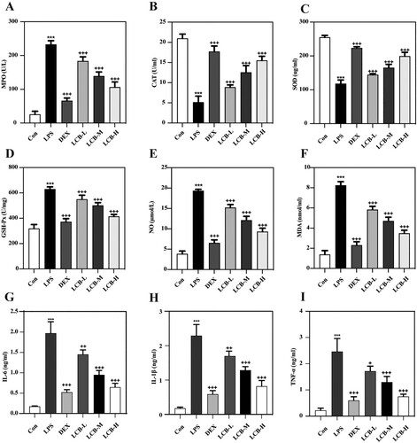 Figure 3. Effects of LCB on LPS-induced oxidative stress markers and inflammatory factors in mice with ALI. (A) Myeloperoxidase (MPO). (B) Catalase (CAT). (C) Superoxide dismutase. (D) Glutathione peroxidase (GSH-Px). (E) Nitric oxide (NO). (F) Malondialdehyde (MDA). (G) Interleukin-6 (IL-6). (H) Interleukin-1β (IL-1β). (I) Tumor necrosis factor-alpha (TNF-α). Data are presented as means ± SD for eight replicates and analyzed using a one-way ANOVA. * P < 0.05, ** P < 0.01, *** P < 0.001 vs control group. + P < 0.05, ++ P < 0.01, +++ P < 0.001 vs LPS group.