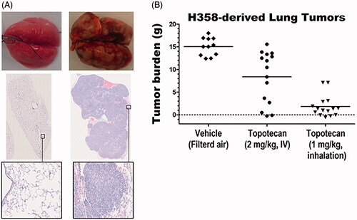 Figure 1. Efficacy of inhaled vs. IV topotecan against orthotopic lung tumors in rats. (A) Gross and histological pictures of lungs from an age-matched normal (left) and H358-derived lung tumors from an untreated control (right) animals. (B) The tumor burden in the three treatment groups.