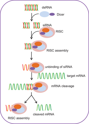 Figure 1. Mechanism of RNAi. siRNA is generated as Dicer cleaves dsRNA molecules. Incorporation of siRNAs into the RISC assembly, followed by unwinding of the double-stranded molecule due to helicase activity of RISC. Once the sense strand is removed, the antisense strand binds to targeted mRNA. RISC then cleaves mRNA that is then degraded by cellular nucleases.