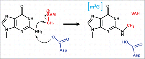 Figure 4. Proposed mechanism for m2G formation by Trm1. The active site aspartate (part of the DPFG motif), which is proposed to serve as a general base to abstract the proton from N2 is shown in blue. An active site tyrosine (not shown) is also proposed to stabilize the activated N2.