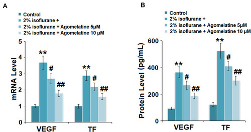 Figure 6 Agomelatine suppressed isoflurane-induced expression of VEGF and tissue factor (TF) in bEnd.3 brain endothelial cells. Cells were treated with 2% isoflurane in the presence or absence of agomelatine (5, 10 μM) for 24 h. (A) mRNA of VEGF and TF as measured by real-time PCR (N=5). (B) Protein levels of VEGF and TF as measured by ELISA (N=5, **, P<0.01 vs control group; #, ##, P<0.05, 0.01 vs isoflurane group).