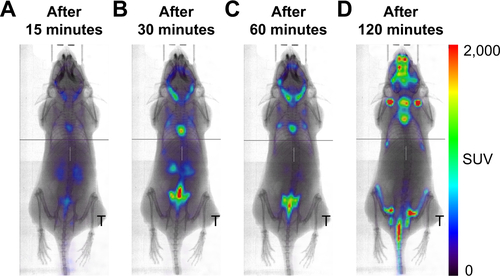Figure S3 18F was injected intravenously into the female mice and images monitored at different times.Note: PET images of tumor-bearing mice at (A) 15, (B) 30, (C) 60, and (D) 120 min after intravenous injection. No signal was observed in tumor cells under in vivo conditions.Abbreviation: SUV, standardized uptake value.