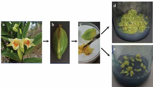 Figure 1. (a) Flowers of Dendrobium cariniferum after pollination. Fruit capsule (b) and seeds (c) of D. cariniferum. (d) Seed germination in one-half MS medium. (e) Seed germination in MS medium