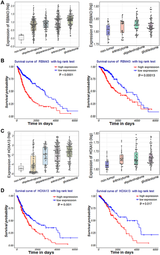 Figure 7 (A, C) Expression patterns of (A) RBM43 and (C) HOXA13 within diffuse glioma samples of TCGA (left) and GSE4290 (right) datasets. (B, D) Kaplan–Meier survival curve analysis with a log-rank test based on (B) RBM43 and (D) HOXA13 expression within glioma samples of TCGA dataset (left) and TCGA-LGG subtype dataset (right).
