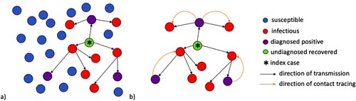 Figure 1. (a) A population of randomly mixed nodes. The arrows between the nodes denote the chain of transmission within the population following the introduction of an initial infectious node (*). Purple nodes represent infectious nodes that have been tested and diagnosed positive. The red nodes are infectious but undiagnosed. The green node represents recovery of an infectious node that has not been diagnosed. (b) A tree of transmission resulting from interactions between infectious and susceptible nodes. The orange arcs represent the direction of contact tracing triggered from a positively diagnosed node.