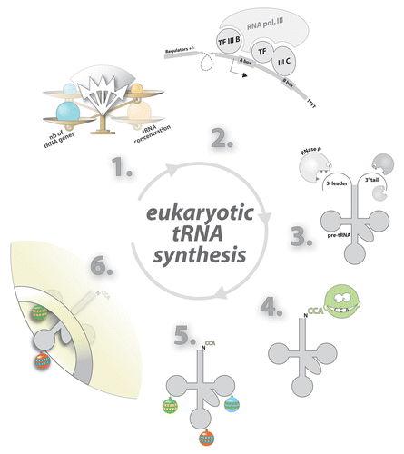 Figure 2. Synthesis, processing, and nucleo-cytoplasmic export of eukaryotic tRNA. In eukaryotes, tRNA concentrations fluctuate according to cell demand and are not proportional to the number tRNA genes in the genome (1). tRNA genes are transcribed by RNA polymerase (2) as long precursors (pre-tRNA). Additional sequences are then enzymatically removed (3). Functional tRNAs display a CCA sequence at their 3′-end. This triplet is added post-transcriptionally by the tRNA nucleotidyl transferase (CCase) (4). Base modifications are added at the final processing step (5). Export of tRNA through nuclear pores is facilitated by exportin-t and Ran-GTP (6).