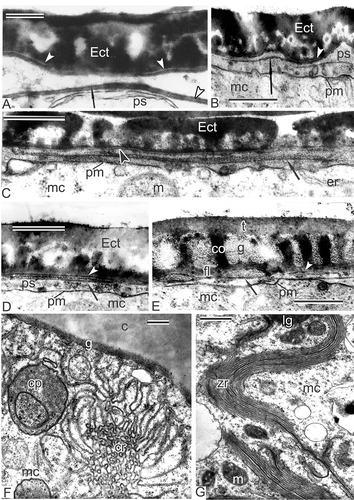 Figure 10. Young free microspore stages, formation of the endexine lamellae (A–E) and different aggregates of endoplasmic reticulum (F, G). A. Magnolia delavayi, a thick endexine lamella (arrow) is formed in the periplasmic space; its white line and another white line, separating the foot layer from the first endexine lamella, are marked (arrowheads); B, C. Michelia fuscata, early stage of the endexine lamella formation (arrows); white line still is not visible but evident already in the foot layer (arrowheads); D, E. Manglietia tenuipes, very thin endexine lamellae are being formed in the periplasmic space; the first lamellae are shown by arrowheads, the second ones by arrows; they correspond to so-called laminate micelle with its typical gap (seen as white line) between the bilayers. F. Chain-mail aggregate of endoplasmic reticulum (cr) in Michelia fuscata in contact with the developing sporoderm by means of cisternae of rough endoplasmic reticulum, stretched out to the plasma membrane (young tetrad stage, glycocalyx consists of spherical units). G. ‘Zebra’-aggregate (zr, with alternating osmiophilic and transparent cisternae) in Liriodendron chinense, undulating in the microspore cytoplasm (mid-tetrad period). Abbreviations: see Figure 1. Scale bars – 500 nm.