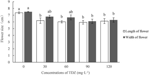 Figure 4. Effect of TDZ concentrations on the flower size of Dendrobium ‘Sunya Sunshine’ potted plants. The data were measured when the petal was fully expanding and represent means of 30 plants per treatment ± standard error. Different letters indicated significant differences at P ≤ 5%.