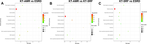 Figure 4 Metabolic pathway enrichment analysis. The top 10 enrichment pathways were represented by bubble charts. (A) ROC curves of microbial biomarkers. (A) Pathway enrichment analysis of differential metabolites between the KT-AMR and ESRD groups; (B) pathway enrichment analysis of differential metabolites between the KT-AMR and KT-SRF groups; (C) pathway enrichment analysis of differential metabolites between the KT-SRF and ESRD groups.