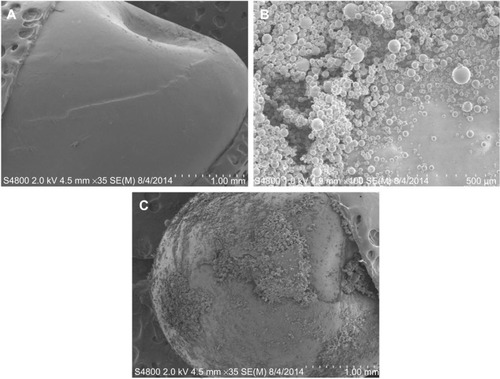 Figure 4 Scanning electron micrographs of pellets and coated pellets.Notes: (A) Control polylactic acid pellet. (B) Gentamicin powder. (C) 2.5 wt% gentamicin-coated pellet.