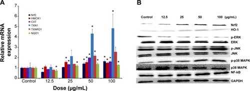 Figure 6 Redox-mediated Nrf2, NF-κB, and MAPK signaling pathway involved in SiNP cytotoxicity in HUVECs.Notes: The mRNA expression of Nrf2 and its key downstream genes, including HMOX1, CAT, TXN1, TXNRD1, and NQO1, was measured through quantitative real-time PCR (A), and the protein levels of Nrf2, HO-1, NF-κB, ERK, JNK, p38 MAPK, and corresponding phosphorylated forms were measured through Western blot analysis (B). *P<0.05 vs control. Data presented as means ± SD, n=3.Abbreviations: NF, nuclear factor; SiNP, silica nanoparticle; HUVECs, human umbilical vein endothelial cells; mRNA, messenger ribonucleic acid; PCR, polymerase chain reaction; HO, heme oxygenase; GAPDH, glyceraldehyde 3-phosphate dehydrogenase; SD, standard deviation.