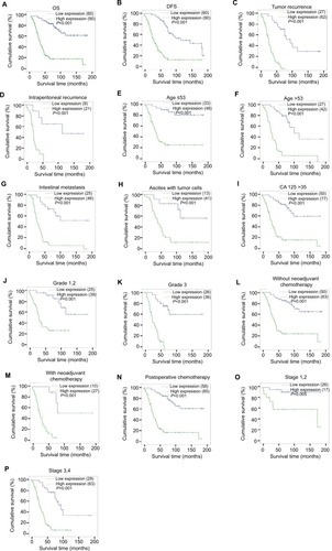 Figure 4 Kaplan–Meier curves of univariate analysis data (log-rank test).Notes: Survival curves for the patients in select patient subgroups (log-rank test). The OS and DFS of the patients with low KIF20A expression vs high KIF20A expression (A, B). OS rates for patients with tumor recurrence (C), intraperitoneal recurrence (D), aged ≤53 years (E), aged >53 years (F), intestinal metastasis (G), ascites with tumor cells (H), CA125 >35 U/mL (I) at differentiation grades 1 and 2 (J), at differentiation grade 3 (K), without neoadjuvant chemotherapy (L), with neoadjuvant chemotherapy (M), postoperative chemotherapy (N), at stages 1, 2 (O), and at stages 3, 4 (P).Abbreviations: DFS, disease-free survival; OS, overall survival.