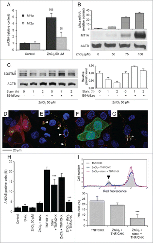 Figure 4. For figure legend, see page .Figure 4. Effect of MT upregulation and ensuing autophagy on TNF and CHX toxicity. (A) Cells were exposed to 50 µM ZnCl2 for 24 h. Changes of Mt1a (metallothionein 1A) and Mt2a mRNA levels were measured by real-time RT-PCR and presented as relative amounts with respect to untreated cells. (B) Cells were exposed for 24 h to the indicated concentrations of ZnCl2 and levels of Mt1a mRNA were analyzed by real-time RT-PCR and normalized to Gapdh mRNA (upper panel). Equal amounts of proteins from each sample were separated on a 12% denaturing gel by SDS-PAGE and transferred to a nitrocellulose membrane for probing with an anti-MT antibody (middle panel). Loading was assayed by reprobing the membrane with an anti-ACTB antibody (lower panel). (C) Cells were treated with ZnCl2 as in (A) and starved for different period of times to measure degradation rate of SQSTM1 in the absence or presence of E64d/Leu as in Figure 3B (representative of 3 independent experiments). The change in relative amounts of protein at various time points (histograms, right panel) indicates that treatment with 50 µM ZnCl2 to upregulate MTs does not substantially affect autophagic flux. To demonstrate autophagic sequestration of MT (D and E) cells were transfected with the plasmids encoding both human MT2A-mCherry and pEGFP-C1-LC3, either left untreated (D) or subsequently starved (E) in the presence of the various lysosomal inhibitors as indicated. Colocalization is not observed in unstarved cells (D), although it is in starved cells, where it is indicated by yellow puncta (E, arrowheads). To show lysosomal delivery of autophagocytosed MT (F and G), cells were transfected with both HsMT2A-GFP and the lysosomal marker LAMP1-mRFP. In unstarved cells (F) red and green fluorescence do not overlap. Upon starvation in the presence of various inhibitors of lysosomal degradation (G) several enlarged red-labeled, ring-shaped organelles representing lysosomes, which apparently have engulfed some intensely green-fluorescent material, indicate lysosomes containing undegraded HsMT2A-GFP (arrows). (H) Cells were treated with TNF and CHX following exposure to ZnCl2 for 24 h and ensuing starvation for 2 h. The percentage of apoptotic cells was determined by flow cytometry as in Figure 1B. (I) Maximally pale cells (arrowhead) were detected and quantified as in Figure 3C. Note almost complete protection in MT-upregulated, starved cells. Numerical data from 3 independent experiments are presented in the below histograms. For (H) and (I) 5,000 and 10,000 cells were analyzed for each sample, respectively. The asterisk in (C) indicates a nonspecific band. Data and statistical significance are as in Figure 1. §§, §§§: P < 0.01 and P < 0.001 vs controls; ***: P < 0.001 vs TNF and CHX.