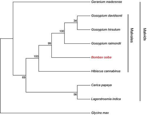 Figure 1. The ML phylogenetic tree constructed with protein-coding genes of mitogenome of B. ceiba and other plants. Bootstrap values are shown at each branch. The mitogenome accession number: Arabidopsis thaliana: NC_001284.2; Carica papaya: NC_012116.1; Lagerstroemia indica: NC_035616.1; Geranium maderense: NC_027000.1; Bombax ceiba: MG788014; Hibiscus cannabinus: NC_035549.1; Gossypium davidsonii: NC_035075.1; Gossypium raimondii: KR736345.1; Gossypium hirsutum: NC_027406.1; Glycine max: NC_020455.1.