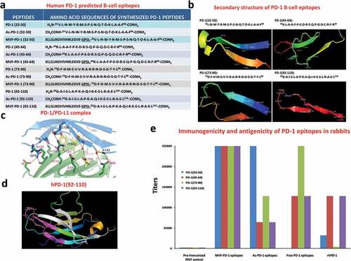 Figure 1. Identification of four B-cell epitope sequences of human PD-1. (a) Amino acid sequences of human PD-1, peptides 32–50, 45–64, 73–90 and 92–110 were chosen for evaluation. (b) The secondary structure of the sequences of human PD-1 epitopes as modeled by PyMOL. (c) The structure of the PD-1/PD-L1 complex as adapted by Zak et al.,Citation34 key amino acids involved in the interaction between hPD-1 (light blue ribbon model; navy blue amino acid residues) and hPD-L1 (green ribbon model; light green amino acid residues) are illustrated. Amino acids that constitute the central hydrophobic core of the hPD‐1/hPD-L1 interface are indicated in yellow. Strands on both PD-1 and PD-L1 are indicated by red letters; (d) The 3D structure of human PD-1(92–110) peptide epitope as illustrated by PyMOL. (e): Immunogenicity and antigenicity of MVF-PD-1 B-cell epitopes. New Zealand white rabbits were immunized with 1 mg of each MVF-peptide immunogens dissolved in dd H2O emulsified (1:1) in Montanide ISA 720 vehicle (Seppic) with 333 μg of N-acetylglucosamine-3yl-acetyl-l-alanyl-d-isoglutamine (nor-MDP). Rabbits were boosted with the same doses at 3-week intervals. Blood was collected via the central auricular artery in rabbits. Sera (terminal) from rabbit (3Y+3) immunized with MVF-PD-1 peptide immunogens were tested individually versus the immunogen, acetylated B-cell epitope, the free B-cell epitope and the rhPD-1 protein by ELISA. 200 ng/well peptide or 500 ng/well of rhPD-1protein were used in duplicates to coat the ELISA plates. Titers are defined as the highest dilution of sera with an absorbance value of 0.2 after subtracting the blank