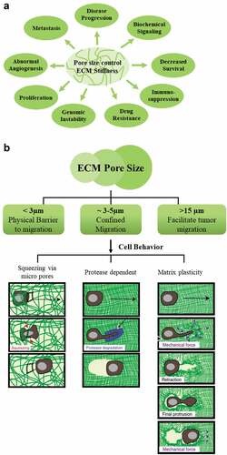Figure 2. A. Schematic of the effect of pore size on the tumor. ECM pore size is one of the key factors in inducing ECM stiffness and ultimately leads to the downstream cascade in tumor progression. B. Migration of cells in the confined environment. Left panel: Shows the established and reported models of cell migration in the confined environment, including squeezing through micropores or protease degradation dependent on pore size confinement. The middle panel shows how cells modify the ECM by proteolytic degradation and migration. Right panel: it is a new model floated by wisdom et al., If the pore size is larger than 3 μm, it can still help migration through squeezing without protease degradation of ECM. This model of cell migration is a plasticity-mediated model independent of protease activity. If the membrane is smaller than 3 μm and has plasticity, cells progressively make their way by widening pores in the tissue matrix [Citation32]. (Image taken from the open-source paper with proper citation).