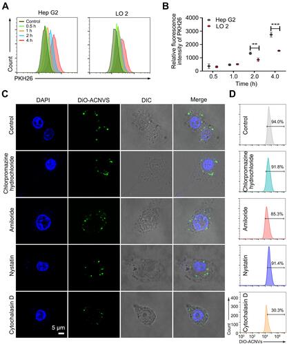 Figure 3 Cellular uptake of ACNVs. (A) Intracellular fluorescence intensity of Hep G2 cells treated with ACNVs for different periods. (B) Quantification of cellular uptake after incubation with ACNVs. (C) Potential endocytosis pathways of DiO-labeled ACNVs on Hep G2 cells. (D) Uptake efficiency of DiO-labeled ACNVs quantified by flow cytometry. **p < 0.01, ***p < 0.001.