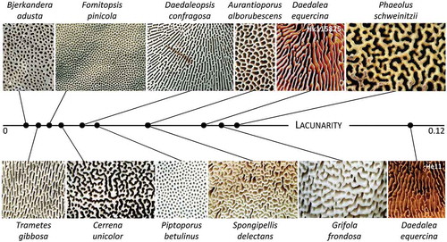 Figure 4. AngioTool-derived lacunarity scores of hymenophore configuration of multiple species of Polyporales, showing the oak mazegill to have a relatively complex configuration when compared with the hymenophores of 10 other species within Polyporales (all images, except those of oak mazegill, are adapted from images from MycoKey)