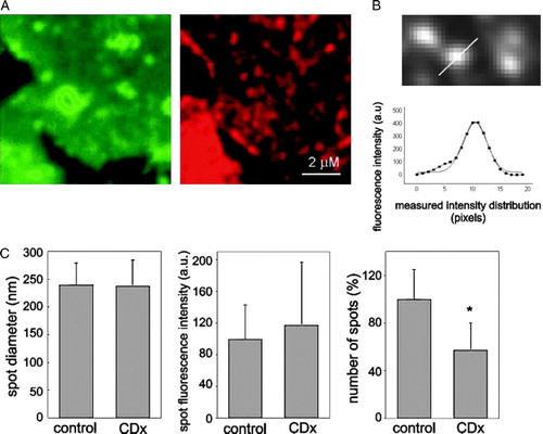 Figure 5.  Plasma membrane sheets from “unroofed” cells enable visualization of diffraction-limited AChR spots. (A) TMA-DPH staining (left column, green) and Alexa594-αBTX fluorescence (right column, red) of isolated plasma membrane sheets (B) Magnified view (∼1/10) of a field illustrating the linear scan of an AChR particle (upper panel) and the corresponding intensity profile (lower panel) with a Gaussian fit. The full line corresponds to the theoretical Gaussian curve fitting the experimental data. (C) Comparison of average spot diameter, intensity, and number of spots between control and Chol-depleted samples. More than 120 individual particles were analysed for each condition; *Indicates p<0.001. This Figure is reproduced in colour in Molecular Membrane Biology online.