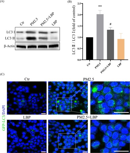 Figure 7. LBP inhibits PM2.5-triggered autophagy in HaCaT cells. (A) Western blot assay of the autophagy marker proteins LC3II/LC3I. (B) Statistics of LC3II/LC3I. (C) GFP-LC3 adenovirus was transfected into HaCaT cells. The fluorescent GFP-LC3 signal was used to detect autophagosomes under a confocal microscope. Scale bar = 20 μm. Values are mean ± SD. **p < 0.01 versus the control group; #p < 0.05 versus the PM2.5 treatment alone group.