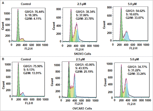 Figure 2. NC induced cell cycke arrest in ovarian cancer cells. (A)NC-triggered cell cycle arrest was measured by Flow cytometry in SKOV3 ovarian cancer cells. (B) Cell cycle analysis was performed in OVCAR3 cells treated with NC.