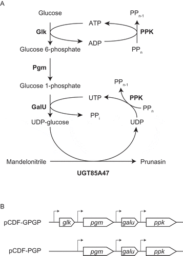 Figure 4. Schematic representation of prunasin biosynthetic pathway in E. coli.(a) Prunasin production from mandelonitrile coupled with UDP-glucose biosynthetic enzymes and the regeneration system of ATP and UTP. Glk, glucokinase; Pgm, phosphoglucomutase; GalU, glucose 1-phosphate uridyltransferase; PPK, polyphosphate kinase. (b) Schematic representation of pCDF-1b based on multi-monocistronic expression cassettes for the biosynthesis of UDP-glucose.