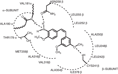 Figure 4.  Representation of interactions of stilbene 5C in the colchicine active site of the tubulin protein.