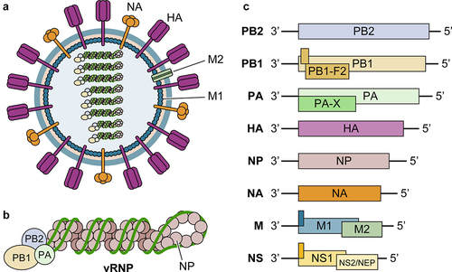 Figure 1. Illustration of influenza virion components, genomic organization, and viral genes. (a) Influenza virus is an enveloped RNA virus, which has 3 envelope proteins (HA, NA, and M2) on the viral membrane, an M1-formed matrix layer, and eight vRnps. (b) Each vRNP consists of one vRNA segment wrapped with NP and associated with polymerase complex PB2/PB1/PA. (c) Each vRNA segment encodes 1–3 genes, through alternative splicing (NS2/NEP and M2) and frameshifting (such as PA-X and PB1-F2). Accessory proteins expressed through frameshifting are shown as filled dark green bars/boxes.