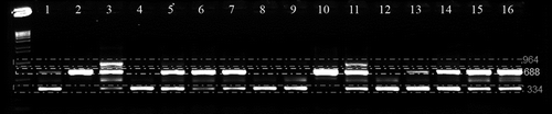 Fig. 2. Example of an agarose gel showing multiplex-nested-PCR products for VCG determination of Verticillium dahliae tester isolates (1: T9-NM, 2: PH-NM, 3: 115-NM, 4: 70-21-NM, 5: BB-NM, 6: S39-NM, 7: MT-NM, 8: V-44-N1, 9: T9-N1, 10: PH-N1, 11: 115-N1, 12: PCW-N1, 13: 70-21-N1, 14: BB-N1, 15: S39-N1, and 16: MT-N1). The primers used in the multiplex-nested-PCR were DB19, DB22, NDf, NDr, espdef01, INTD2f, INTD3r and M2CR2B (Collado-Romero et al., Citation2009). VCG characterization was based on the differential pattern of the three amplified multiplex-nested-PCR product (964, 688 and 334 bp) markers.