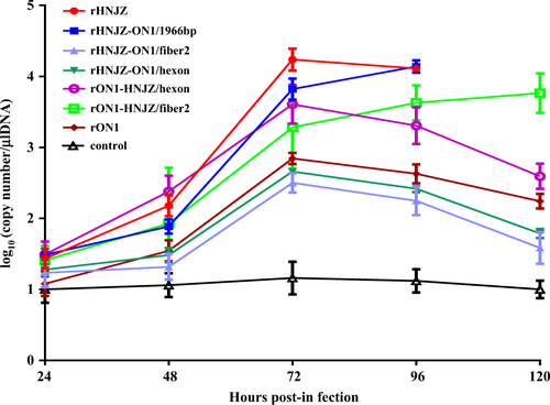 Fig. 6 Viral shedding in chickens of different groups inoculated with rescued FAdV-4.Cloacal swabs were collected at 24, 48, 72, 96, and 120 h postinfection (h.p.i.) and their virus loads were determined by a SYBR Green I quantitative real-time PCR assay using the FAdV-4 ORF14 gene as an indicator for the presence of viral DNA. The final concentration was calculated as copy numbers per microliter of extracted DNA from cloacal swabs. The results are presented at the means ± standard error of mean