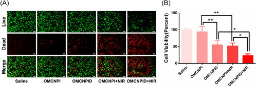 Figure 7. In vitro antitumor activity. Live-dead assay (A) and CCK-8 assay (B) on SKOV-3 cells after incubated with saline, OMCNPI, OMCNPI + NIR, OMCNPID and OMCNPID + NIR. Bar = 100 μm. Data were presented as mean ± S.D. (n = 3). *p < 0.05, **p < 0.01.