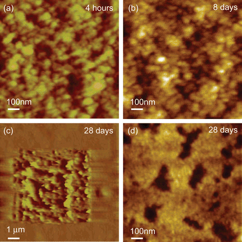 Figure 5.  Example data from a long-term AFM in-situ study of PLA/everolimus stent up to 28 days in 1% Triton X100. (a) AFM image at 4 h, z-range 10 nm. (b, d) the same area at 8 and 28 days, z-range 10 nm. (c) An AFM imaging the soft state of the surface at 28 days showing an area within the image previously imaged and displaying significant disruption due to the scanning AFM probe working in tapping mode, z-range 1400 nm.