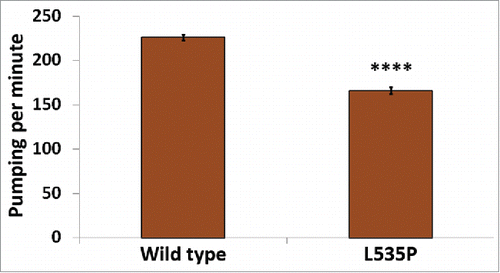 Figure 3. Aberrant pharyngeal muscle function in L535P animals. The number of pharyngeal contractions per minute was analyzed in both wild-type and L535P animals (226 and 166 contractions/min, respectively, n = 60 for each strain). Pumping was significantly reduced in L535P animals (p value = 7.5 × 10−Citation22).