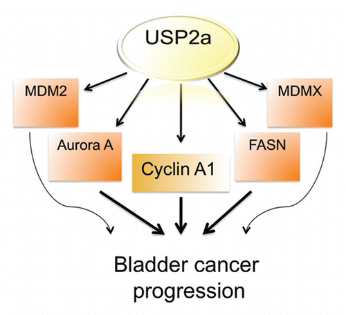 Figure 6 Diagram showing potential USP2a signal network during bladder cancer progression.