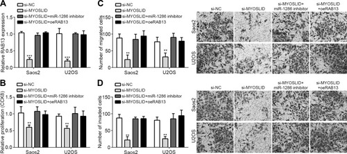 Figure 5 MYOSLID promoted OS progression via miR-1286/RAB13 axis. (A) Relative expression of RAB13 after transfection of indicated plasmids. (B) Cell proliferation was measured by CCK8 assays. (C, D) Migration and invasion were determined by Transwell assays. **P<0.01 and ***P<0.001.