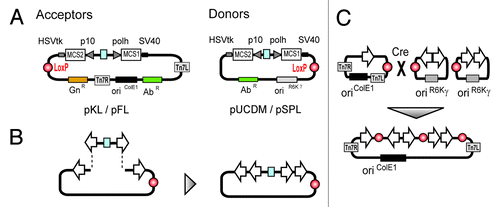 Figure 1. The MultiBac vector system consists of an array of small synthetic DNA plasmids called acceptors and donors (A). Both classes contain a dual expression cassette (polh and p10) with eukaryotic polyadenylation signals (SV40 and HSVtk). Propagation of acceptors is driven by a regular origin of replication (oriColE1), whereas donors have a conditional origin (oriR6Kγ) that requires special bacterial strains for replication. For selection in E.coli, acceptors contain a gentamycin resistance gene (GnR) and donors one antibiotic marker (AbR). For introduction in the MultiBac viral genome all vectors are equipped with a LoxP site and acceptors additionally with Tn7 transposition sites (Tn7L, Tn7R). Vectors are designed for an easy multiplexing of expression cassettes by the presence of specially designed restriction sites (B). Multigene constructs can futher be generated by fusing several donor vectors with one acceptor vector (C).