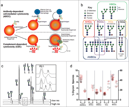 Figure 1. ADCC and CDC schematics of activity, key glycan types implicated in modulating Fc-mediated effector function and high-resolution glycan analysis and results. (a) A schematic view of ADCC, where a mAb binds to a target antigen on a tumor cell, binds Fcγ receptors and recruits effector cells (such as NK or macrophages) to kill the target cell; and CDC, where mAb binding to the target antigen and complement recruits a membrane attack complex to kill the target cell. (b) Key glycan groups implicated in effector function. Not all glycan species permutations are shown. For example, biantennary subtypes include A2G0, A2G1 or A2G2 with 0, 1, or 2 terminal β-galactose molecules attached to the GlcNAc, respectively. (c) A comparison of high and low-resolution HILIC glycan assays, with key co-eluting species indicated by the inset. (d) Glycan group % abundance values obtained for Antibody A and Antibody B originator samples. Squares denote Antibody A samples, circles denote Antibody B samples; EU-sourced originator lots are shown in red, US-sourced originator lots are shown in black. The right hand axis denotes BGG levels and the left hand axis denotes levels of the other 4 glycan species. Abbreviations: AMBGs, afucosylated monoantennary and biantennary glycans; AHGs, afucosylated hybrid glycans; HMGs, high-mannose glycans; SGs, sialylated glycans; BGGs, β-galactosylated glycans.