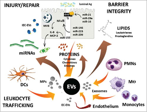 Figure 2. EV content and regulation of intestinal homeostasis. Schematic of EV release by various gut resident and recruited cells, as well as EV-mediated transport of proteins, lipids, and miRNAs to regulate cell function and intestinal homeostasis.