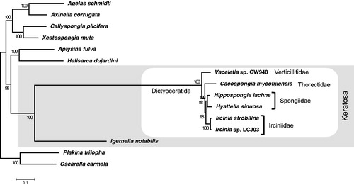 Figure 1. Phylogenic analysis of the order Dictyoceratida in the class Demospongiae using concatenated gene sets in mitochondrial genome. A maximum likelihood tree is based on 16 mitochondrial loci (cob, cox1, cox2, cox3, nd1, nd2, nd3 nd4, nd4l, nd5, nd6, atp6, atp8, atp9, rrnL and rrnS) of the 13 species, which were completed mitochondrial genome, including Cacospongia mycofijiensis (LC133169), Vaceletia sp. GW948 (NC_010218.1), Ircinia strobilina (NC_013662.1), Ircinia sp. LCJ03 (KC510274.1), Hippospongia lachne (NC_010215.1), Hyattella sinuosa (NC_021422.1), Igernella notabilis (NC_010216.1), Halisarca dujardini (NC_010212.1), Aplysina fulva (NC_010203.1), Callyspongia plicifera (NC_010206.1), Xestospongia muta (NC_010211.1), Agelas schmidti (NC_010213.1), and Axinella corrugata (NC_006894.1), with Oscarella carmela (NC_009090.1) and Plakina trilopha (NC_014852.1) as the outgroup. The tree is based on the General Time Reversible + Gamma site (GTR + G) model of the nucleotide substitution. The numbers at the nodes are bootstrap percent probability values based on 1,000 replications. White box: the clade of the order Dictyoceratida; Gray region: the clade of the subclass Keratosa.