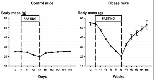 Figure 1. Body mass of control mice (Group-1, left panel) and obese mice (Group-2, right panel) before, during fasting (f1-3 or f1-5) and after (rf1-5) fasting lasting for 3 d or 5 weeks, respectively(f – days or weeks of fasting, rf – days or weeks of refeeding). Mean ± SEM are shown.