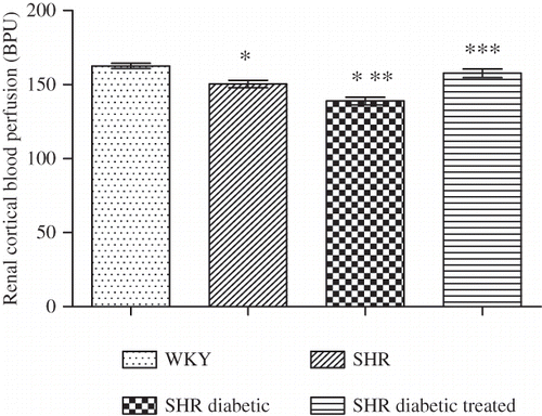 Figure 1. Renal cortical blood perfusion of Wistar–Kyoto (WKY), spontaneously hypertensive (SHR), SHR diabetic, and SHR diabetic-treated groups of rats. The values are mean ± SEM (n = 6). Statistical analysis was done by one-way analysis of variance (ANOVA) followed by Bonferroni/Dunn all means post hoc test for all groups. Observation was made on day 34 of this study.Note: *p < 0.05 versus WKY control; **p < 0.05 versus SHR control; ***p < 0.05 versus SHR diabetic control.