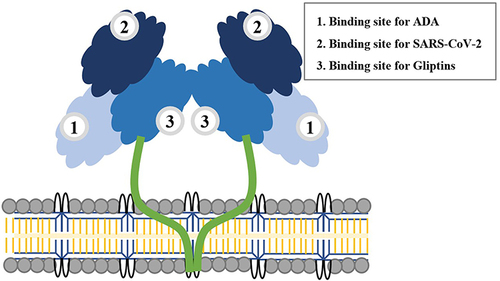 Figure 3 Explains the assumed structure of DPP4 according to different binding domains with ADA, SARS-CoV-2, and Gliptins (DPP4 inhibitor).