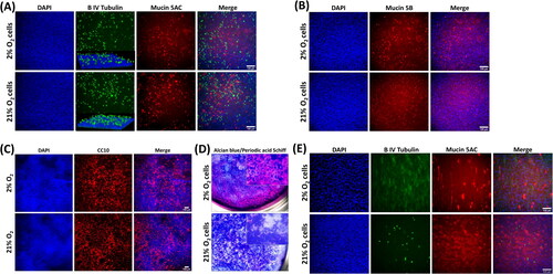 Figure 5. Donor 1 cells expanded in either O2 condition and underwent mucociliary differentiation when cultured in 21% O2 at an air–liquid interface. (A) Immunofluorescence demonstrating positivity for β IV tubulin localized apically (inset is a three-dimensional confocal microscope image), Mucin5AC, and (B) Mucin5B. (C) Cells also had a widespread expression of the club cell marker CC10 in both O2 conditions. (D) Alcian blue and Periodic acid Schiff histological staining that confirmed large amounts of mucin were produced in both culture conditions. (E) β IV tubulin and Mucin5AC immunostaining of differentiated donor 2 cultures. Scale bar: 100 µm. Immunofluorescence images are counterstained with DAPI to identify nuclei.