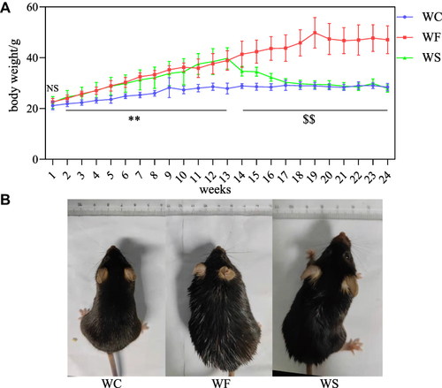 Figure 1 Effect of high-fat diet and semaglutide on body weight in mice. (A) Trends in body weight of mice in WC, WF and WS groups during 24 weeks of intervention with high-fat diet and semaglutide. (B) Images of normal mice, obese mouse models and semaglutide treated mice. NS indicates no significant difference between the three groups. **P < 0.01 for WC vs WF and WS. $$ P < 0.01 for WC and WS vs WF. All values are expressed as mean±SD (n=8).