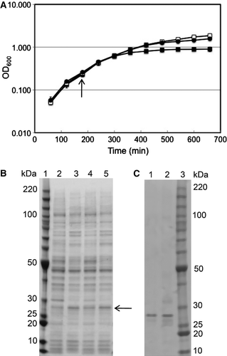 Figure 2.  Growth and purification of wildtype and G219S mutant NaChBac. (a) Growth curves for uninduced and induced wildtype (open squares and closed squares, respectively) and mutant (closed circles) proteins; the arrow indicates the point of induction with IPTG. Data for G219S without IPTG were almost identical to those for wildtype without IPTG and are omitted for clarity. (b) SDS gel comparing the expression of wildtype and the G219S mutant. Lane 1 contains BenchMark molecular mass standards (Invitrogen). Lanes 2 and 3 contain the whole cell protein for wildtype NaChBac without and with IPTG induction, respectively. Lanes 4 and 5 contain the whole cell protein for G219S NaChBac without and with IPTG induction, respectively. The arrow indicates the expected position of NaChBac. (c) SDS gel comparing the wildtype and mutant proteins purified in 0.1% DDM. Lanes 1 and 2 contain wildtype and G219S mutant proteins, respectively. The samples were solubilized in SDS buffer and loaded on a gradient SDS gel (NuPAGE 4–12% Bis-Tris gel w/MOPS). Lane 3 contains BenchMark molecular mass standards (Invitrogen).