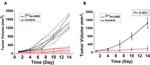 Figure 4 Therapeutic efficacy evaluation of 211At TAT using GNS as a novel delivery platform. (A) tumor size change profile for each mouse in the 211At-GNS treatment group (1.11 MBq) and blank control group with PBS injection. (B) Average tumor size change profile for mice in the 211At-GNS treatment group (1.11 MBq) and blank control group with PBS injection. Error bar shows standard deviation (n = 10). P value was calculated using 2-way ANOVA (P< 0.001).