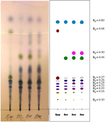 Figure 9. The image of the TLC plate showing the separation of diethyl ether extracts of resins from different Boswellia species. The plate was treated with anisaldehyde reagent after the development (left). The model plate is also shown (right). Identification of spots: KBA (Rf 0.10), AKBA (Rf 0.16), α + βBA (Rf 0.19), 3-oxo-8,24-dien-tirucallic acid (Rf 0.22), AαBA + AβBA (Rf 0.25), incensole (Rf 0.27), serratol (Rf 0,46), β-caryophyllene oxide (Rf 0.50), incensole acetate (Rf 0.68), terpenes without functional group (Rf 0.80). Samples (from left to right): 1: B. papyrifera; 2: B. serrata; 3: B. carterii, 4: B. sacra. Figure reproduced from [Citation94] with permission from John Wiley & Sons.