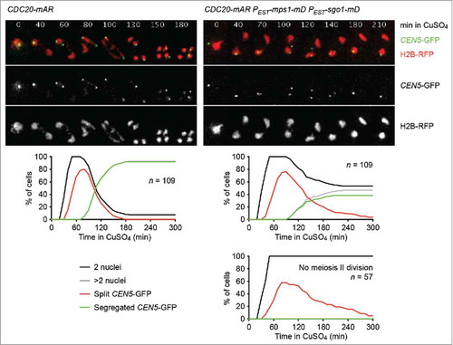 Figure 2. Sister centromeres come under tension but fail to disjoin upon co-expression of non-degradable versions of Sgo1 and Mps1 in meiosis II. Control (z26823) and PEST-sgo1-mD PEST-mps1-mD (z26825) cells containing the CDC20-mAR synchronisation system were released from the metaphase I arrest with CuSO4 (10 μM, t = 0). Estradiol (10 μM) was added at t = 15 min to induce PEST-sgo1-mD and PEST-mps1-mD.Citation43 Nuclei containing histone H2B tagged with the RFP mCherry and the sister centromeres of one chromosome V copy labeled with the CEN5-tetO/TetR-GFP system (CEN5-GFP)Citation19 were imaged every 10 min. Top, representative time-lapse series. The width of one frame is 5 μm. Middle, percentages of cells with one division (2 nuclei), 2 divisions (more than 2 nuclei), split GFP signals (2 GFP-dots in the same nucleus), and segregated GFP signals (GFP signals in separate nuclei). Bottom right, PEST-sgo1-mD PEST-mps1-mD cells that fail to undergo the meiosis II division are plotted separately.