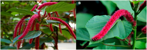 Figure 1. Reference images of Acalypha hispida. A. The plant morphology of A. hispida, a much-branched shrub with female inflorescences that are spicate and axillary; B. The morphology of inflorescences and leaves in A. hispida, includes leaf blades up to 20 × 15 cm, with serrations on the margins, solitary female inflorescences that are dense-flowered and bright red, and an inflorescence rachis that is sparsely pubescent. These pictures were taken by a local professional team in xishuangbanna tropical botanical garden (XTBG) of chinese academy of sciences (CAS), located at 101° 25' E, 21° 41' N, altitude: 570 m, Yunnan Province, China.