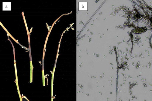 Figure 1. Primocane tip dieback (a) and fungal spores obtained from dieback samples (b) (Photos by Lauren Darnell)